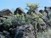 bitterbrush (Purshia tridentata)